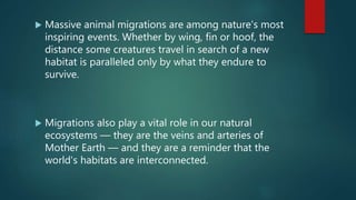  Massive animal migrations are among nature's most
inspiring events. Whether by wing, fin or hoof, the
distance some creatures travel in search of a new
habitat is paralleled only by what they endure to
survive.
 Migrations also play a vital role in our natural
ecosystems — they are the veins and arteries of
Mother Earth — and they are a reminder that the
world's habitats are interconnected.
 