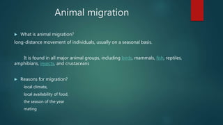 Animal migration
 What is animal migration?
long-distance movement of individuals, usually on a seasonal basis.
It is found in all major animal groups, including birds, mammals, fish, reptiles,
amphibians, insects, and crustaceans
 Reasons for migration?
local climate,
local availability of food,
the season of the year
mating
 
