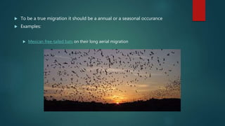  To be a true migration it should be a annual or a seasonal occurance
 Examples:
 Mexican free-tailed bats on their long aerial migration
 