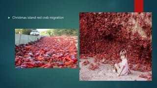  Christmas island red crab migration
 