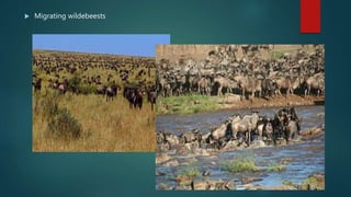  Migrating wildebeests
 