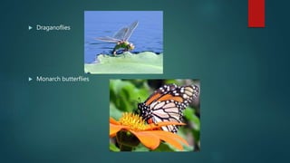 Draganoflies
 Monarch butterflies
 