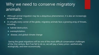 Why we need to conserve migratory
animals
 Although animal migration may be a ubiquitous phenomenon, it is also an increasingly
endangered one.
 In virtually every corner of the globe, migratory animals face a growing array of threats,
including
 habitat destruction,
 overexploitation,
 disease, and global climate change
Saving the great migrations will be one of the most difficult conservation challenges
of the 21st century. But if we fail to do so, we will pay a heavy price—aesthetically,
ecologically, and even economically.
 
