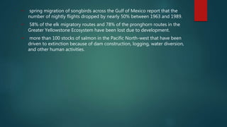  spring migration of songbirds across the Gulf of Mexico report that the
number of nightly flights dropped by nearly 50% between 1963 and 1989.
 58% of the elk migratory routes and 78% of the pronghorn routes in the
Greater Yellowstone Ecosystem have been lost due to development.
 more than 100 stocks of salmon in the Pacific North-west that have been
driven to extinction because of dam construction, logging, water diversion,
and other human activities.
 