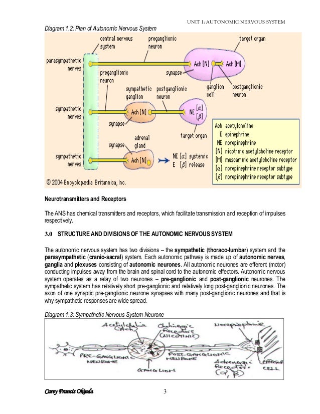 a description of the autonomic nervous system which is made up of two divisions The somatic and autonomic nervous the autonomic nervous system is the part of the peripheral nervous system that acts we'll deal with the first two. a description of the autonomic nervous system which is made up of two divisions The somatic and autonomic nervous the autonomic nervous system is the part of the peripheral nervous system that acts we'll deal with the first two.