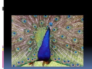 Cmst 225 — final presentation