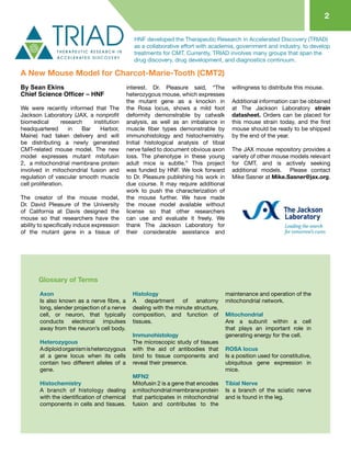 2
A New Mouse Model for Charcot-Marie-Tooth (CMT2)
By Sean Ekins
Chief Science Officer – HNF
We were recently informed that The
Jackson Laboratory (JAX, a nonprofit
biomedical research institution
headquartered in Bar Harbor,
Maine) had taken delivery and will
be distributing a newly generated
CMT-related mouse model. The new
model expresses mutant mitofusin
2, a mitochondrial membrane protein
involved in mitochondrial fusion and
regulation of vascular smooth muscle
cell proliferation.
The creator of the mouse model,
Dr. David Pleasure of the University
of California at Davis designed the
mouse so that researchers have the
ability to specifically induce expression
of the mutant gene in a tissue of
interest. Dr. Pleasure said, “The
heterozygous mouse, which expresses
the mutant gene as a knockin in
the Rosa locus, shows a mild foot
deformity demonstrable by catwalk
analysis, as well as an imbalance in
muscle fiber types demonstrable by
immunohistology and histochemistry.
Initial histological analysis of tibial
nerve failed to document obvious axon
loss. The phenotype in these young
adult mice is subtle.” This project
was funded by HNF. We look forward
to Dr. Pleasure publishing his work in
due course. It may require additional
work to push the characterization of
the mouse further. We have made
the mouse model available without
license so that other researchers
can use and evaluate it freely. We
thank The Jackson Laboratory for
their considerable assistance and
willingness to distribute this mouse.
Additional information can be obtained
at The Jackson Laboratory strain
datasheet. Orders can be placed for
this mouse strain today, and the first
mouse should be ready to be shipped
by the end of the year.
The JAX mouse repository provides a
variety of other mouse models relevant
for CMT, and is actively seeking
additional models. Please contact
Mike Sasner at Mike.Sasner@jax.org.
HNF developed the Therapeutic Research in Accelerated Discovery (TRIAD)
as a collaborative effort with academia, government and industry, to develop
treatments for CMT. Currently, TRIAD involves many groups that span the
drug discovery, drug development, and diagnostics continuum.
Axon
Is also known as a nerve fibre, a
long, slender projection of a nerve
cell, or neuron, that typically
conducts electrical impulses
away from the neuron’s cell body.
Heterozygous
Adiploidorganismisheterozygous
at a gene locus when its cells
contain two different alleles of a
gene.
Histochemistry
A branch of histology dealing
with the identification of chemical
components in cells and tissues.
Histology
A department of anatomy
dealing with the minute structure,
composition, and function of
tissues.
Immunohistology
The microscopic study of tissues
with the aid of antibodies that
bind to tissue components and
reveal their presence.
MFN2
Mitofusin 2 is a gene that encodes
amitochondrialmembraneprotein
that participates in mitochondrial
fusion and contributes to the
maintenance and operation of the
mitochondrial network.
Mitochondrial
Are a subunit within a cell
that plays an important role in
generating energy for the cell.
ROSA locus
Is a position used for constitutive,
ubiquitous gene expression in
mice.
Tibial Nerve
Is a branch of the sciatic nerve
and is found in the leg.
Glossary of Terms
 