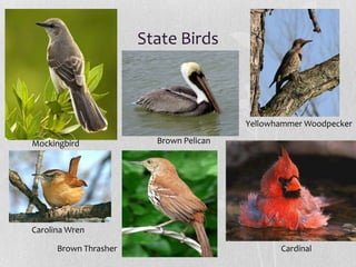 State Birds

Yellowhammer Woodpecker

Mockingbird

Brown Pelican

Carolina Wren
Brown Thrasher

Cardinal

 