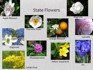 State Flowers
Magnolia

Apple Blossom

Cherokee Rose

Orange Blossom

Camellia

Dogwood

Rhododendron
Yellow Jessamine
Iris
Golden Rod

 
