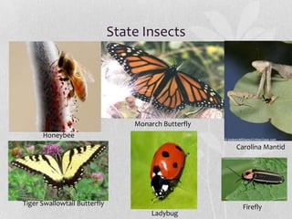 State Insects

Monarch Butterfly
Honeybee
Carolina Mantid

Tiger Swallowtail Butterfly
Ladybug

Firefly

 