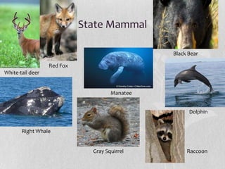 State Mammal
Black Bear
Red Fox
White-tail deer

Manatee
Dolphin

Right Whale

Gray Squirrel

Raccoon

 