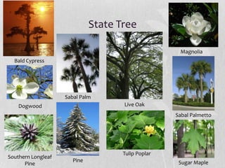 State Tree
Magnolia
Bald Cypress

Sabal Palm

Live Oak

Dogwood

Sabal Palmetto

Southern Longleaf
Pine

Tulip Poplar
Pine

Sugar Maple

 