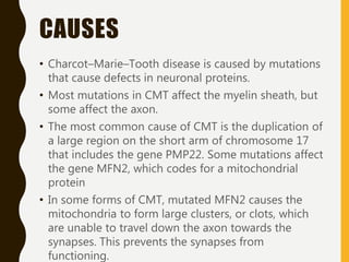 CAUSES
• Charcot–Marie–Tooth disease is caused by mutations
that cause defects in neuronal proteins.
• Most mutations in CMT affect the myelin sheath, but
some affect the axon.
• The most common cause of CMT is the duplication of
a large region on the short arm of chromosome 17
that includes the gene PMP22. Some mutations affect
the gene MFN2, which codes for a mitochondrial
protein
• In some forms of CMT, mutated MFN2 causes the
mitochondria to form large clusters, or clots, which
are unable to travel down the axon towards the
synapses. This prevents the synapses from
functioning.
 