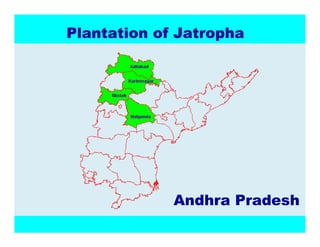 3ODQWDWLRQRI-DWURSKD




             $QGKUD3UDGHVK
 