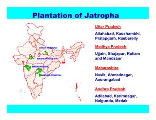 3ODQWDWLRQRI-DWURSKD
               Uttar Pradesh
               Allahabad, Kaushambhi,
               Pratapgarh, Raebareily

               Madhya Pradesh
               Ujjain, Shajapur, Ratlam
               and Mandsaur

               Maharashtra
               Nasik, Ahmadnagar,
               Aaurangabad

               Andhra Pradesh
               Adilabad, Karimnagar,
               Nalgunda, Medak
 