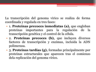 La transcripción del genoma vírico se realiza de forma
coordinada y regulada en tres fases:
• 1. Proteínas precoces inmediatas (a), que engloban
proteínas importantes para la regulación de la
transcripción genética y el control de la célula.
• 2. Proteínas precoces (b), que incluyen diversos
factores de transcripción y enzimas, incluida la ADN
polimerasa.
• 3. Proteínas tardías (g), formadas principalmente por
proteínas estructurales que aparecen tras el comienzo
dela replicación del genoma vírico.
 