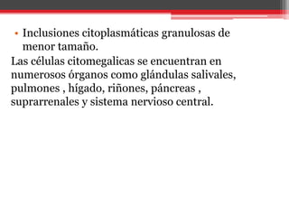 • Inclusiones citoplasmáticas granulosas de
menor tamaño.
Las células citomegalicas se encuentran en
numerosos órganos como glándulas salivales,
pulmones , hígado, riñones, páncreas ,
suprarrenales y sistema nervioso central.
 