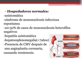 • Hospedadores normales:
-asintomática
-síndrome de mononucleosis infecciosa
espontanea
-20-50% de casos de mononucleosis heterofilos
negativos
-hepatitis asintomática
-hepatoesplenomegalia(<7años)
-Presencia de CMV después de
una angioplastia coronaria,
causando reestenosis.
 