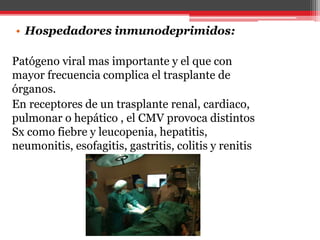 • Hospedadores inmunodeprimidos:
Patógeno viral mas importante y el que con
mayor frecuencia complica el trasplante de
órganos.
En receptores de un trasplante renal, cardiaco,
pulmonar o hepático , el CMV provoca distintos
Sx como fiebre y leucopenia, hepatitis,
neumonitis, esofagitis, gastritis, colitis y renitis
 