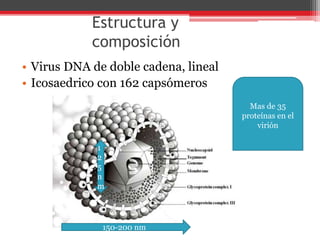 Estructura y
composición
• Virus DNA de doble cadena, lineal
• Icosaedrico con 162 capsómeros
150-200 nm
1
2
5
n
m
Mas de 35
proteínas en el
virión
 