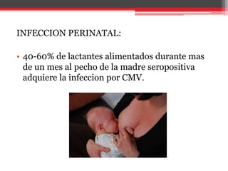 INFECCION PERINATAL:
• 40-60% de lactantes alimentados durante mas
de un mes al pecho de la madre seropositiva
adquiere la infeccion por CMV.
 