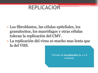 REPLICACION
• Los fibroblastos, las células epiteliales, los
granulocitos, los macrófagos y otras células
toleran la replicación del CMV.
• La replicación del virus es mucho mas lenta que
la del VHS.
Periodo de incubación de 4 a 8
semanas.
 