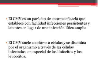 • El CMV es un parásito de enorme eficacia que
establece con facilidad infecciones persistentes y
latentes en lugar de una infección lítica amplia.
• El CMV suele asociarse a células y se disemina
por el organismo a través de las células
infectadas, en especial de los linfocitos y los
leucocitos.
 