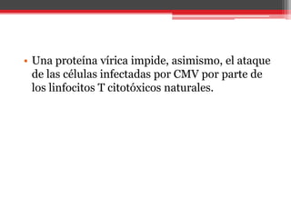 • Una proteína vírica impide, asimismo, el ataque
de las células infectadas por CMV por parte de
los linfocitos T citotóxicos naturales.
 