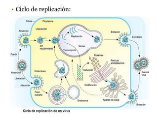 • Ciclo de replicación:
 