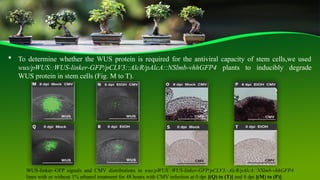 CM Virus integrate Plant stem cells .pptx
