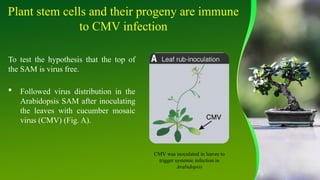 CM Virus integrate Plant stem cells .pptx