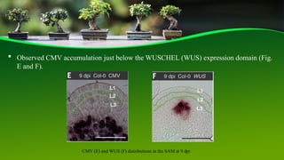 CM Virus integrate Plant stem cells .pptx