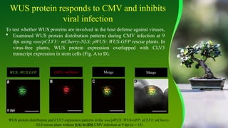 CM Virus integrate Plant stem cells .pptx