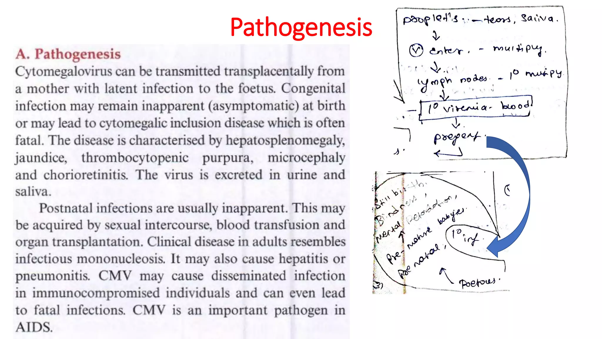 Pathogenesis
 