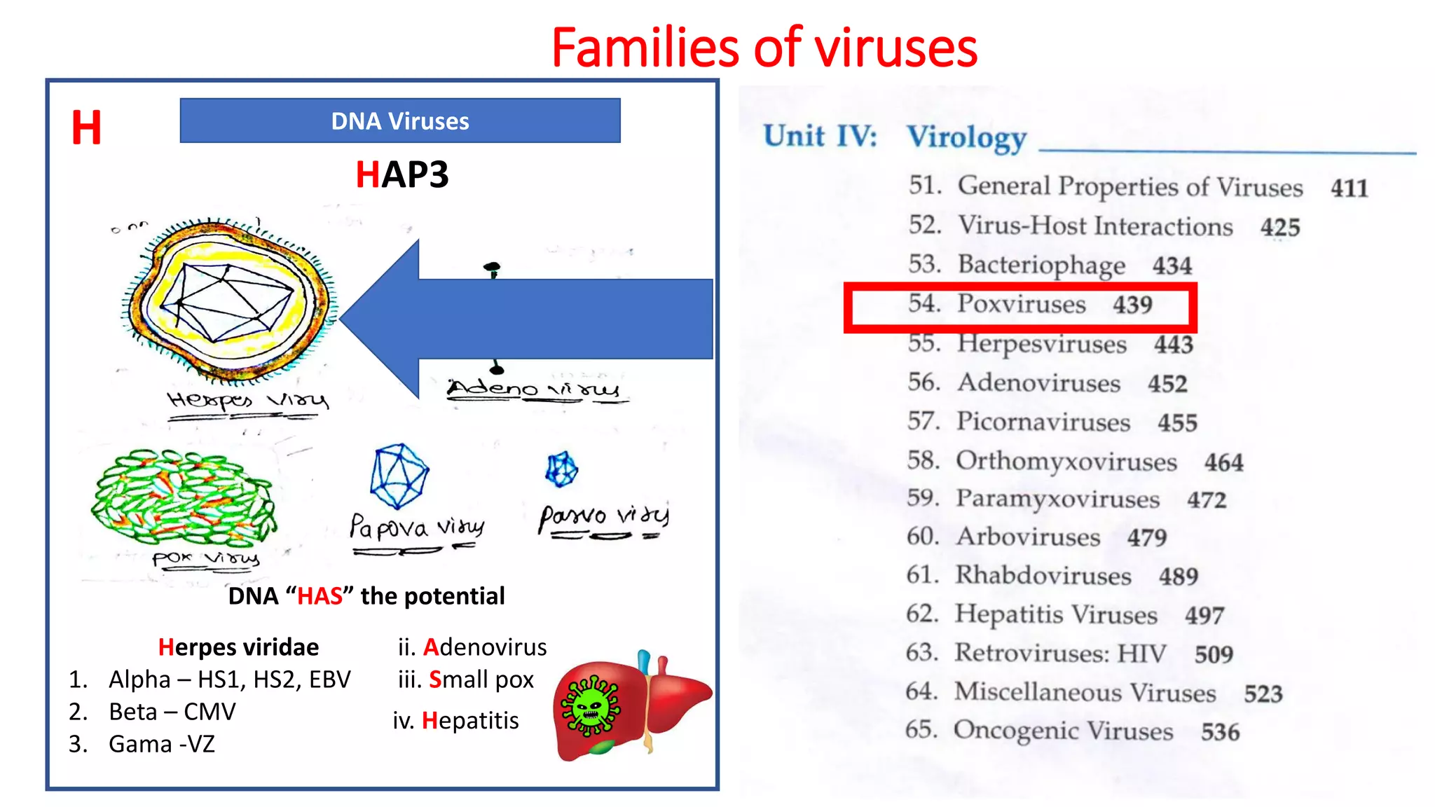 Families of viruses
DNA Viruses
HAP3
Herpes viridae
1. Alpha – HS1, HS2, EBV
2. Beta – CMV
3. Gama -VZ
DNA “HAS” the potential
ii. Adenovirus
iii. Small pox
iv. Hepatitis
H
 