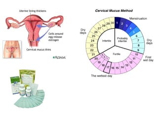 Cn – 9º  Ano (ContracepçãO)