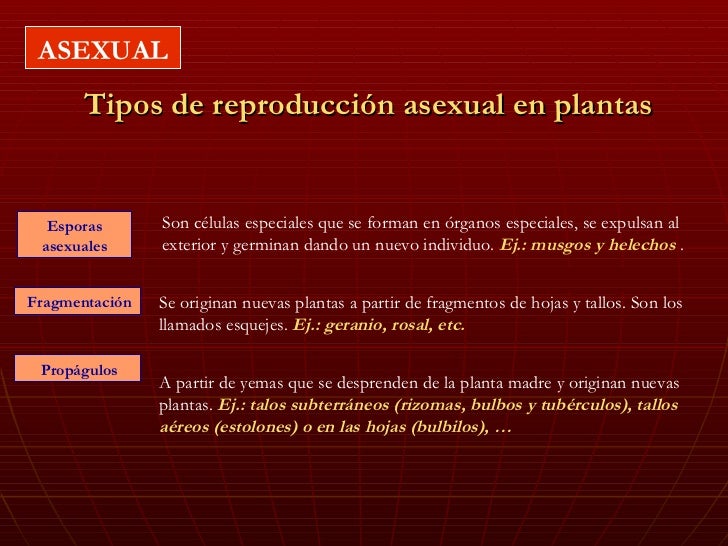 fragmentación se originan nuevas plantas a partir de fragmentos de fragmentación se originan nuevas plantas a partir de fragmentos de