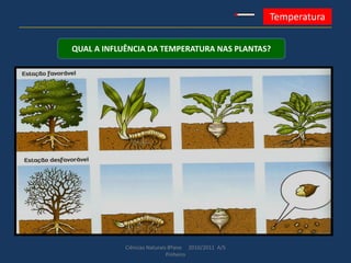 Ciências Naturais 8ºano 2010/2011 A/S
Pinheiro
Temperatura
QUAL A INFLUÊNCIA DA TEMPERATURA NAS PLANTAS?
 