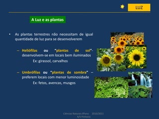 • As plantas terrestres não necessitam de igual
quantidade de luz para se desenvolverem
– Heliófilas ou “plantas de sol”-
desenvolvem-se em locais bem iluminados
Ex: girassol, carvalhos
– Umbrófilas ou “plantas de sombra” –
preferem locais com menor luminosidade
Ex: fetos, avencas, musgos
Ciências Naturais 8ºano 2010/2011
A/S Pinheiro
LUZ
A Luz e as plantas
 