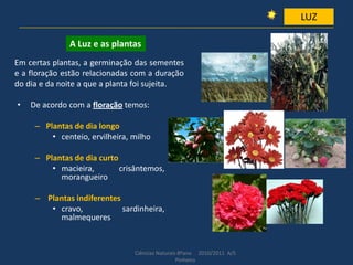 • De acordo com a floração temos:
– Plantas de dia longo
• centeio, ervilheira, milho
– Plantas de dia curto
• macieira, crisântemos,
morangueiro
– Plantas indiferentes
• cravo, sardinheira,
malmequeres
Ciências Naturais 8ºano 2010/2011 A/S
Pinheiro
LUZ
A Luz e as plantas
Em certas plantas, a germinação das sementes
e a floração estão relacionadas com a duração
do dia e da noite a que a planta foi sujeita.
 