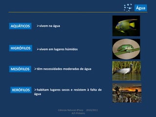 Ciências Naturais 8ºano 2010/2011
A/S Pinheiro
Água
AQUÁTICOS
vivem em lugares húmidos
HIGRÓFILOS
têm necessidades moderadas de água
MESÓFILOS
habitam lugares secos e resistem à falta de
água
XERÓFILOS
vivem na água
 