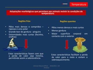 Ciências Naturais 8ºano 2010/2011 A/S
Pinheiro
Temperatura
Adaptações morfológicas que permitem aos animais resistir às condições de
temperatura:
Regiões frias
• Pêlos mais densos e compridos –
raposas e urso polar
• Grande teor de gordura - pinguins
• Extremidades mais curtas (focinho,
orelhas)
Estas características fazem com que
a perda de calor seja mínima,
permitindo assim a sobrevivência.
Regiões quentes
• Pêlos menos densos e mais curtos
• Menos gordura
• Maior superfície corporal em
contacto com o exterior
Estas características facilitam a perda
de calor para o meio e evitam o
sobreaquecimento.
 