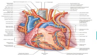 CN 9,10,11,12 ANATOMY AND FUNCTION nerves .pptx