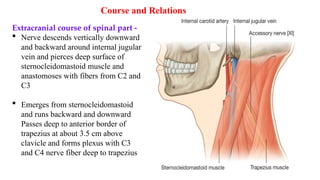 CN 9,10,11,12 ANATOMY AND FUNCTION nerves .pptx