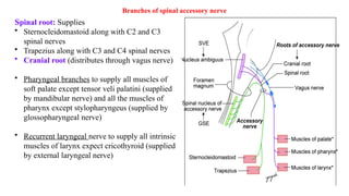 CN 9,10,11,12 ANATOMY AND FUNCTION nerves .pptx