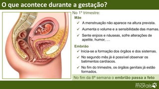 O que acontece durante a gestação?
                      No 1º trimestre:
                       Mãe
                         A menstruação não aparece na altura prevista.
                         Aumenta o volume e a sensibilidade das mamas.
                         Sente enjoos e náuseas, sofre alterações de
                          apetite, humor, …
                       Embrião
                         Inicia-se a formação dos órgãos e dos sistemas.
                         No segundo mês já é possível observar os
                          batimentos cardíacos.
                         No fim do trimestre, os órgãos genitais já estão
                          formados.
                       No fim da 8ª semana o embrião passa a feto
 