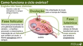 Como funciona o ciclo ovárico?
Engloba três fases distintas:
      Quando o valor de
                                           Há a libertação do óvulo
      estrogénios no sangue
      atinge o máximo.
                              Ovulação     para a trompa de Falópio.


                                                                  Fase
Fase folicular                                                  luteínica
Hormonas provenientes de
uma glândula localizada no                                     As restantes
cérebro – a hipófise -                                         células do folículo
provocam o crescimento e                                       transformam-se no
maturação de um folículo                                       corpo amarelo
que contém um óvulo, e                                         que produz a
liberta estrogénios para o        ovário                       progesterona.
sangue.
 