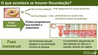 O que acontece se houver fecundação?
                    não há fecundação         degenera em duas semanas.
            Se
                     há fecundação          permanece no ovário nos
                                            primeiros meses de gravidez.
   Corpo         Produz progesterona
  Amarelo        que mantêm o
                 endométrio




                   As hormonas sexuais            O endométrio desprende-se
  Fase             atingem a concentração         das paredes do útero e é
menstrual          mínima no sangue.              expulso através da vagina.
 