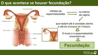 O que acontece se houver fecundação?
                          milhões de     depositados   no interior
                       espermatozóides                 da vagina


                              que nadam até à cavidade uterina
                                e até às trompas de Falópio.

                                   O óvulo e o espermatozóide
                                         encontram-se.


                                     Fecundação
 