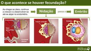 O que acontece se houver fecundação?
Ao chegar ao útero, continua
a crescer e a desenvolver-se       Nidação      passa a             Embrião
até se alojar no endométrio.

  Endométrio
                               Futuro embrião             Embrião



   Vaso
   sanguíneo




                    Cavidade
                    uterina
 